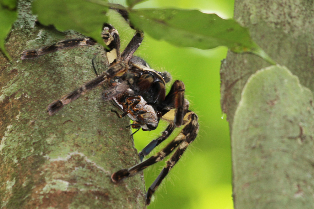 Ceylon-Baumvogelspinne, Sri Lankan Ornamental Tarantula (Poecilotheria fasciata) / Kitulgala