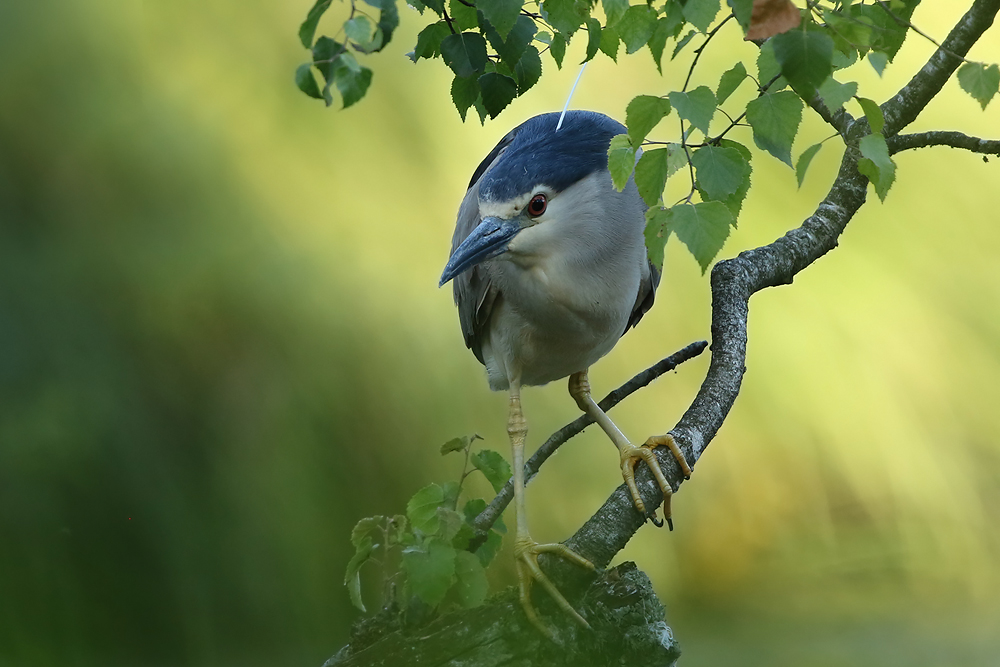 Nachtreiher (Nycticorax nycticorax)