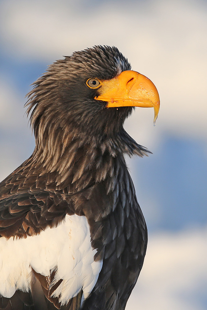 Riesenseeadler (Haliaeetus pelagicus)