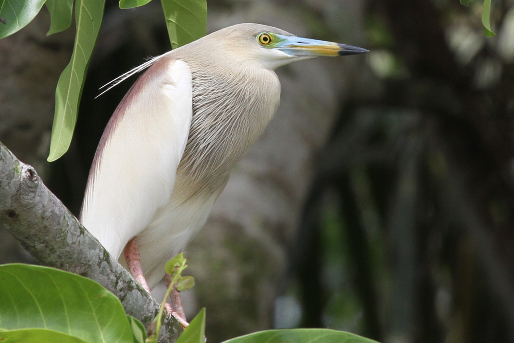 Paddyreiher, Indian Pond Heron (Ardeola grayii) / Kalametiya