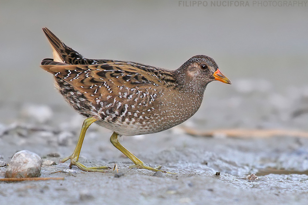 Tüpfelsumpfhuhn (Porzana porzana) 