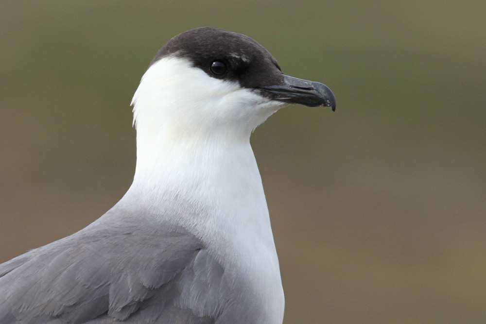 Falkenraubmöwe, Long-tailed Skua (Stercorarius longicaudus)