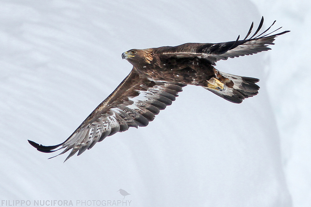 Steinadler (Aquila chrysaetos)