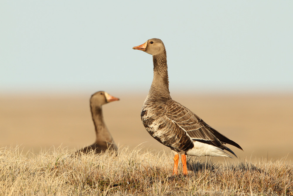 Blässgans, Greater White-fronted Goose (Anser albifrons)