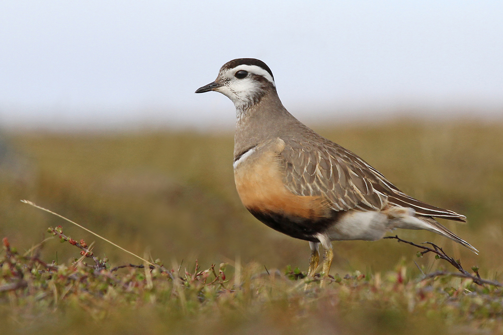 Mornellregenpfeifer, Eurasian Dotterel (Charadrius morinellus)