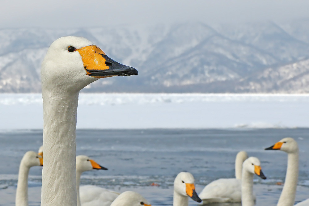 Singschwan (Cygnus cygnus) 