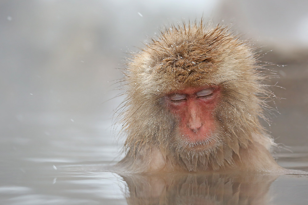 Japanmakak (Macaca fuscata) 