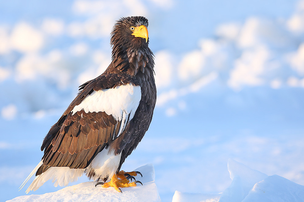 Riesenseeadler (Haliaeetus pelagicus)