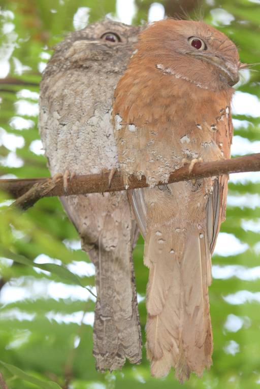 Ceylonfroschmaul, Sri Lanka Frogmouth (Batrachostomus moniliger) / Sinharaja