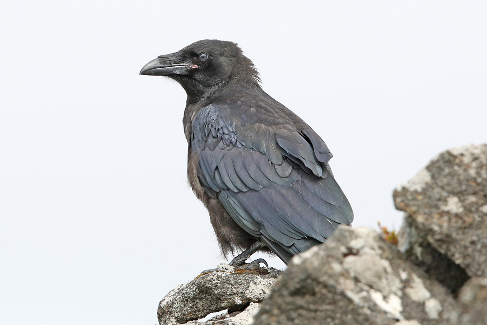 Kolkrabe (Corvus corax)