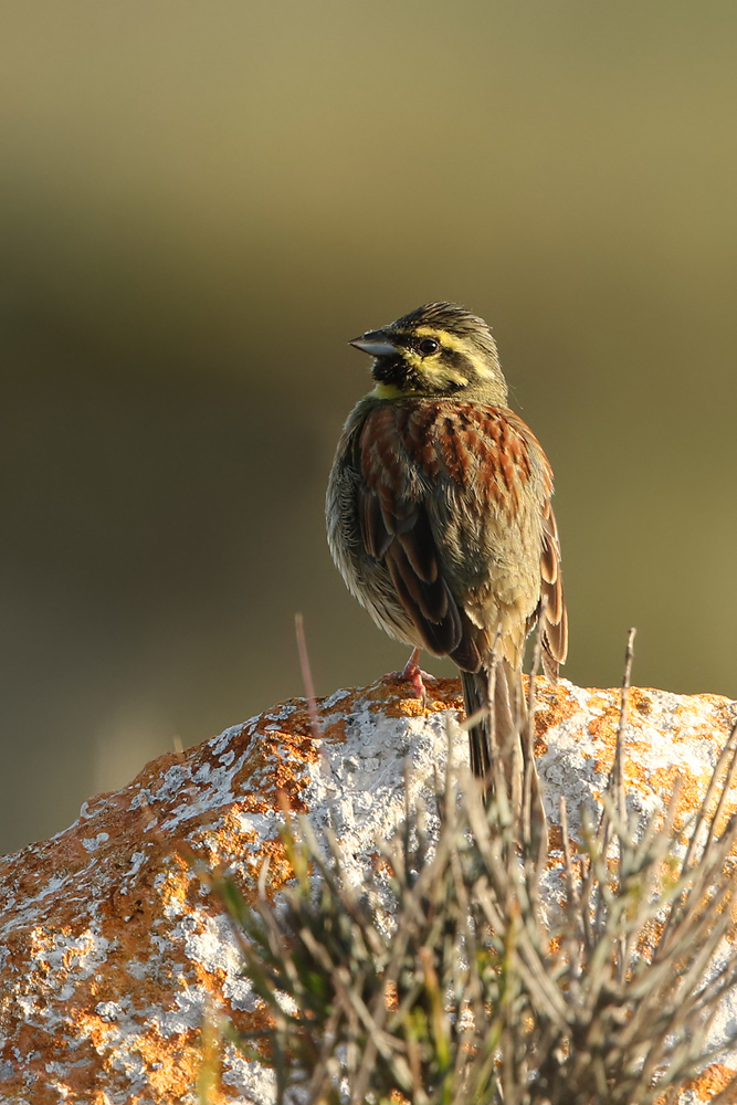 Zaunammer (Emberiza cirlus)