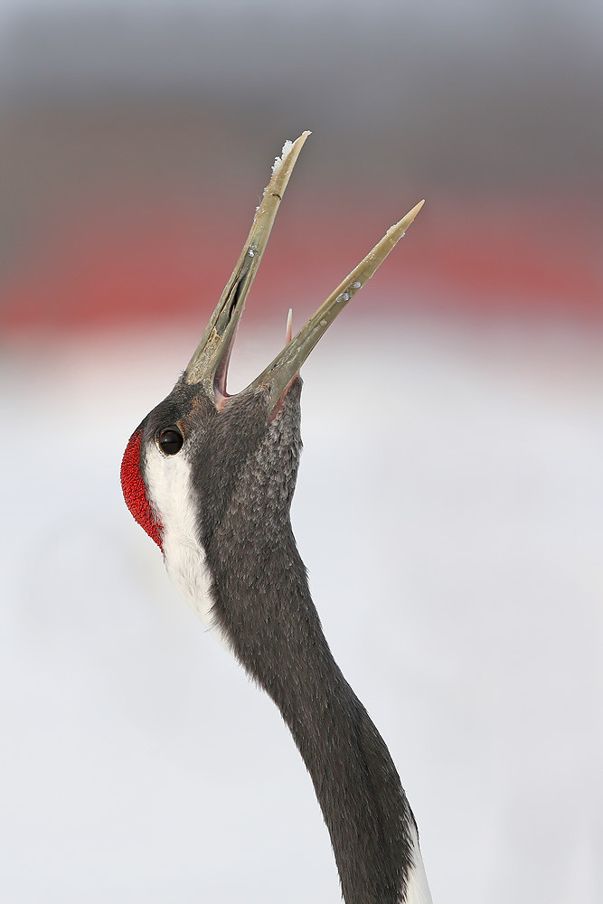 Mandschurenkranich (Grus japonensis)