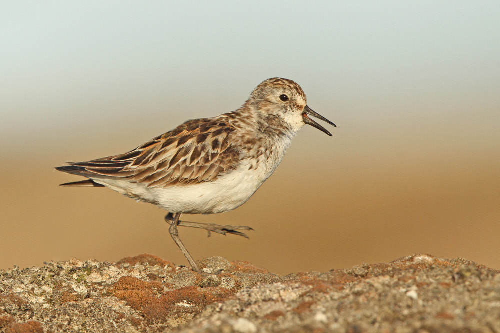 Sandstrandläufer, Semipalmated Sandpiper (Calidris pusilla)