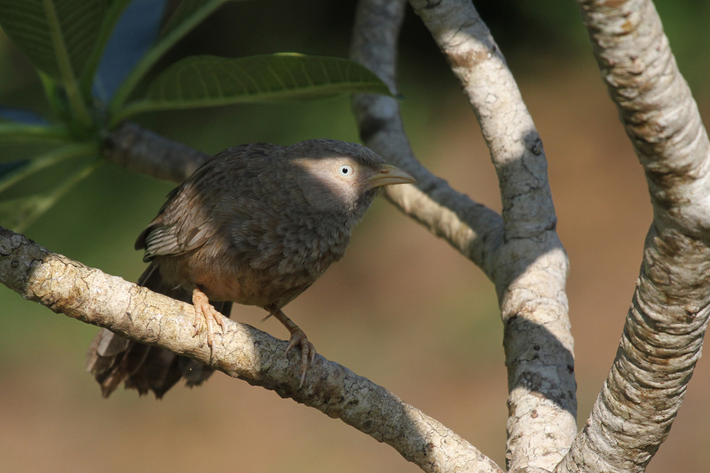 Gelbschnabeldrossling, Yellow-billed Babbler (Turdoides affinis) / Kalametiya