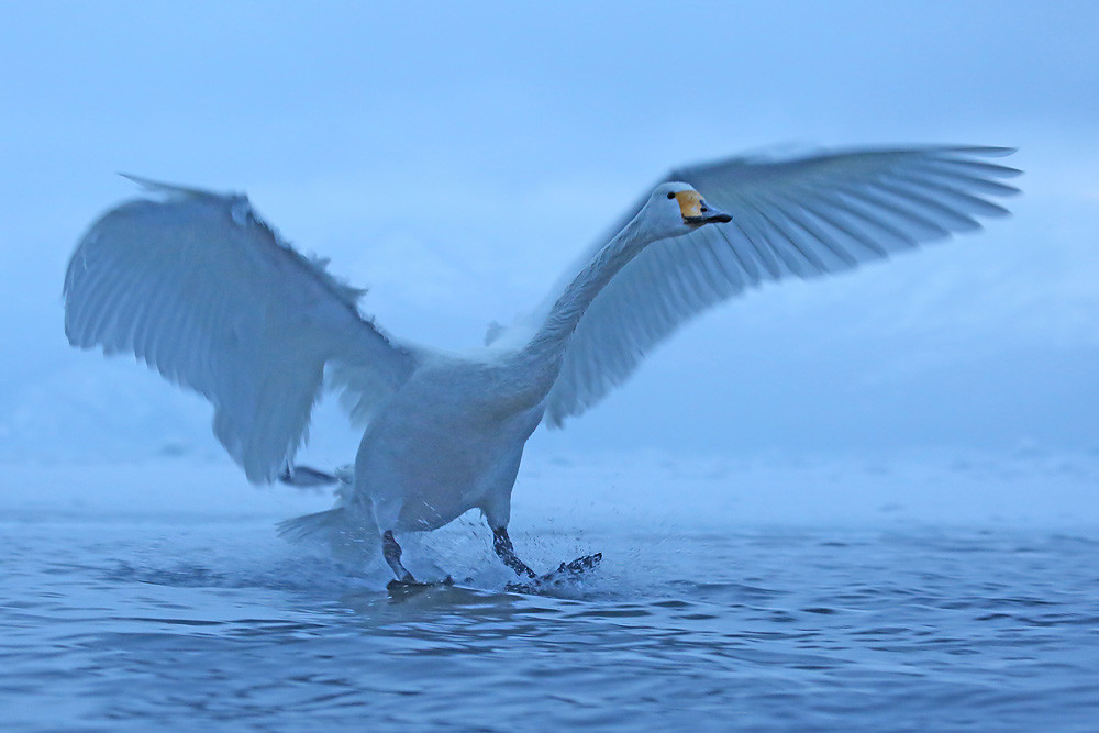 Singschwan (Cygnus cygnus) 
