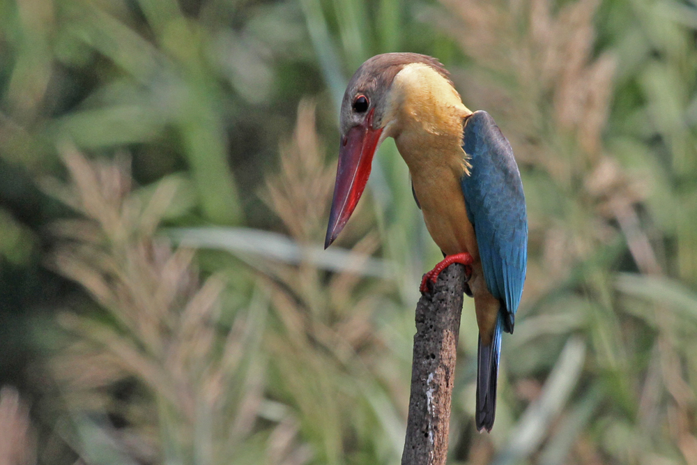 Storchschnabelliest, Stork-billed Kingfisher (Pelargopsis capensis) / Negombo