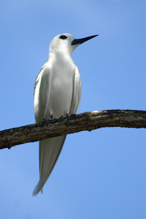 Feenseeschwalbe, Fairy Tern (Gygis alba) / La Digue