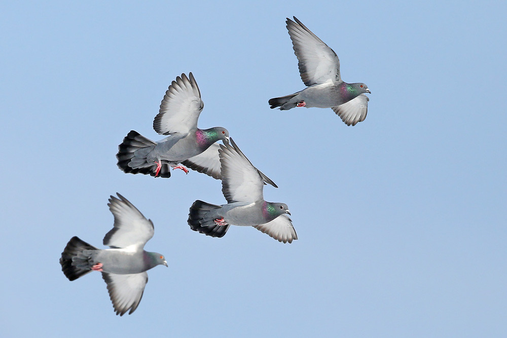 Felsentaube (Columba livia)