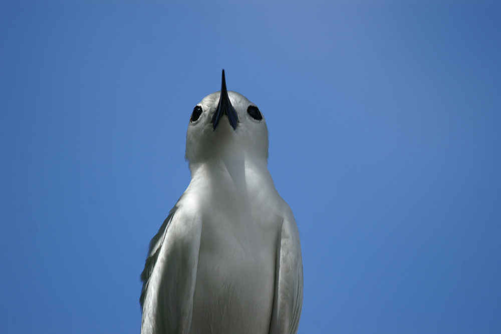 Feenseeschwalbe, Fairy Tern (Gygis alba) / La Digue