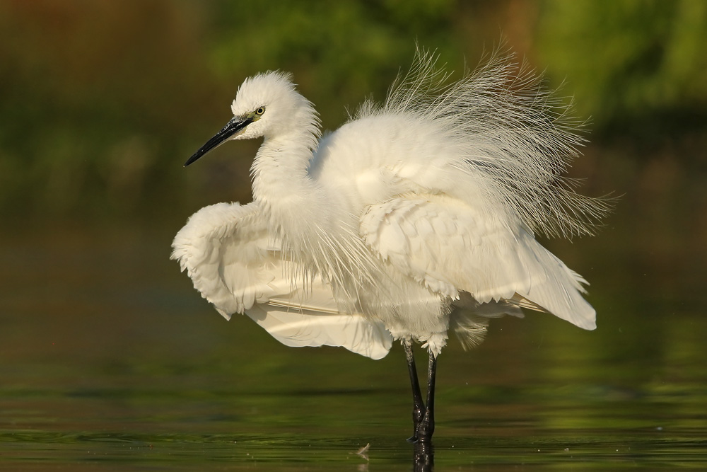 Seidenreiher (Egretta garzetta) 