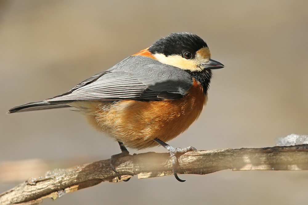 Buntmeise (Poecile varius)