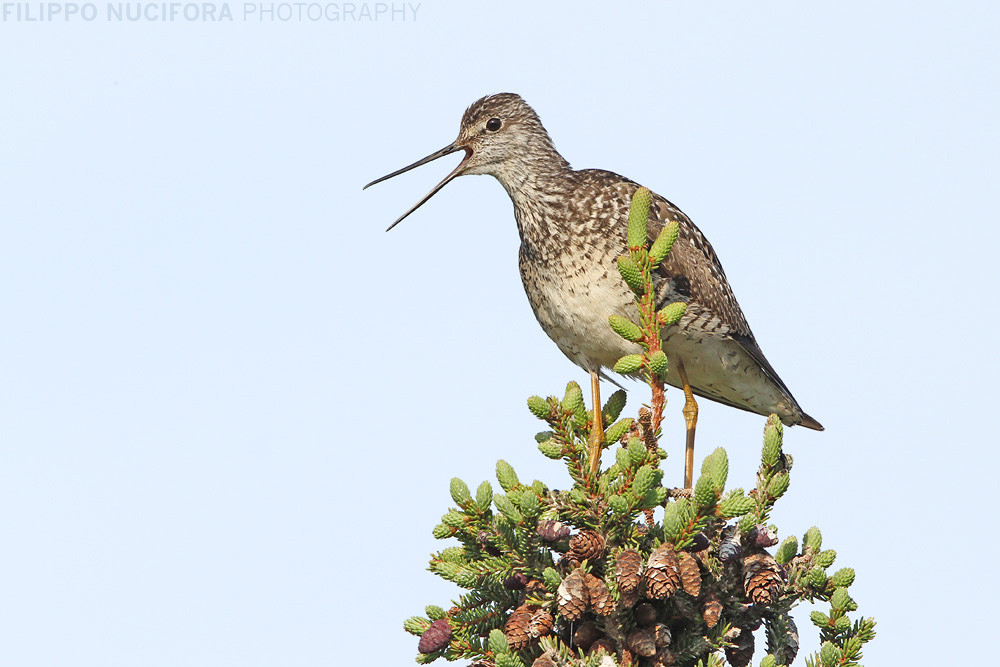 Grosser Gelbschenkel (Tringa melanoleuca)