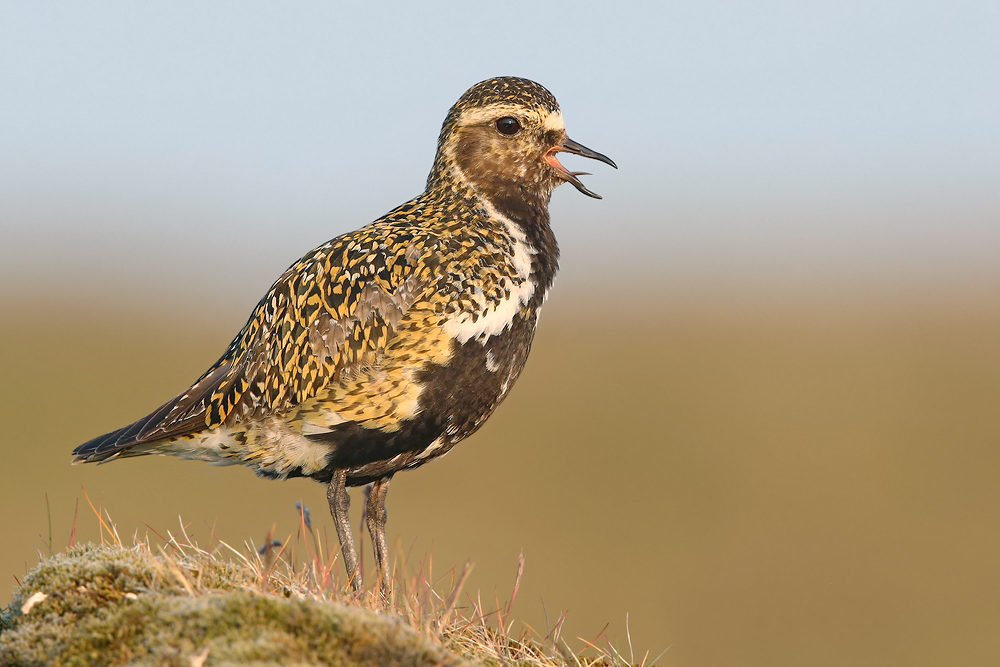 Goldregenpfeifer (Pluvialis apricaria)