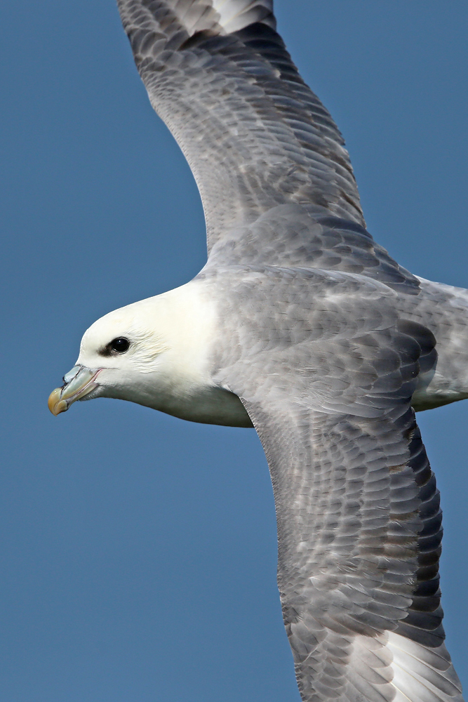 Eissturmvogel (Fulmarus glacialis)