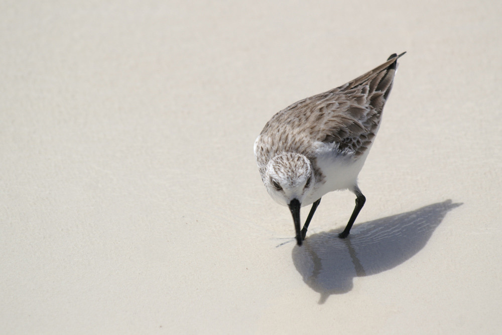 Sanderling, Sanderling (Calidris alba) / Praslin