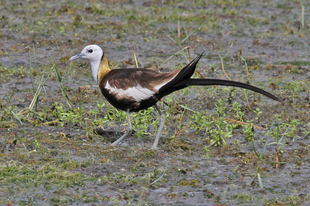 Fasanblatthühnchen, Pheasant-tailed Jacana (Hydrophasianus chirurgus) / Kalametiya
