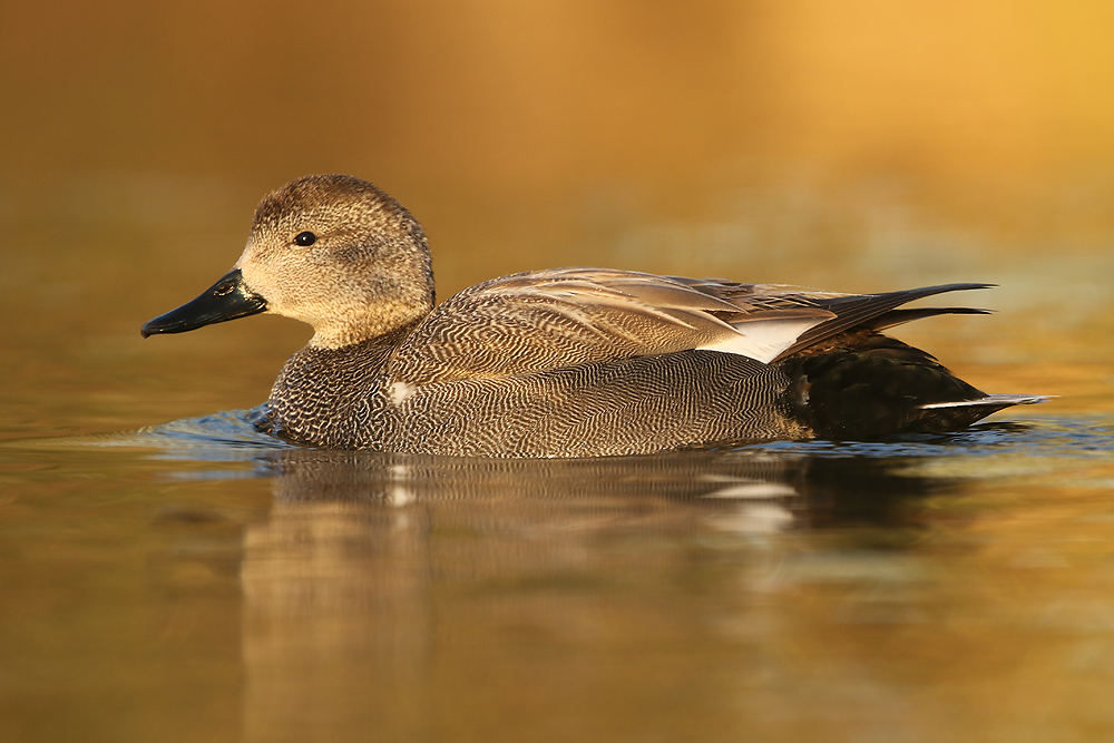 Schnatterente (Mareca strepera)
