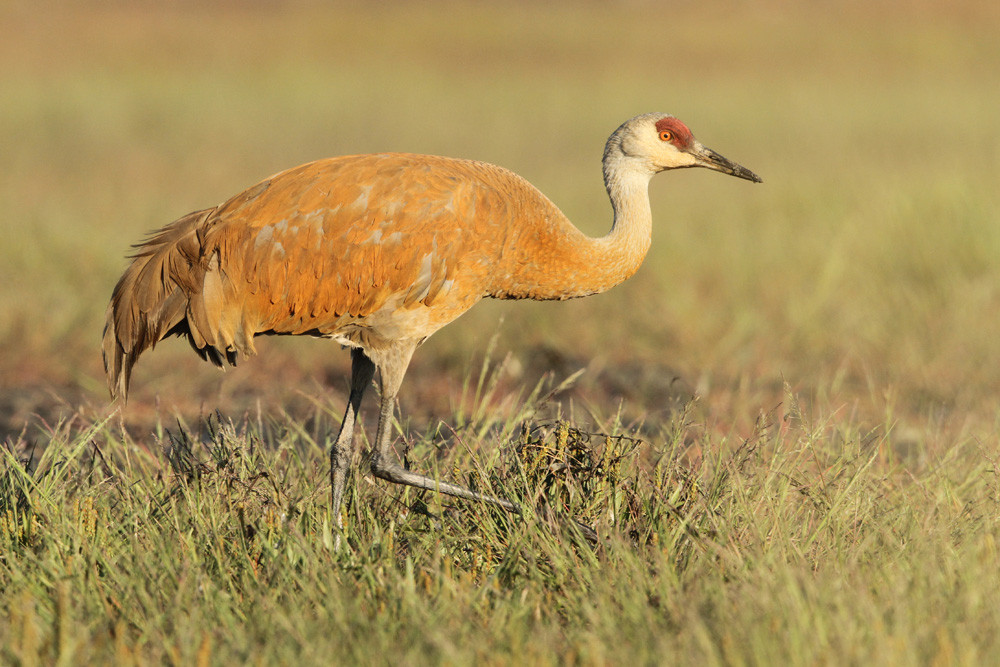 Kanadakranich, Sandhill Crane (Grus canadensis)