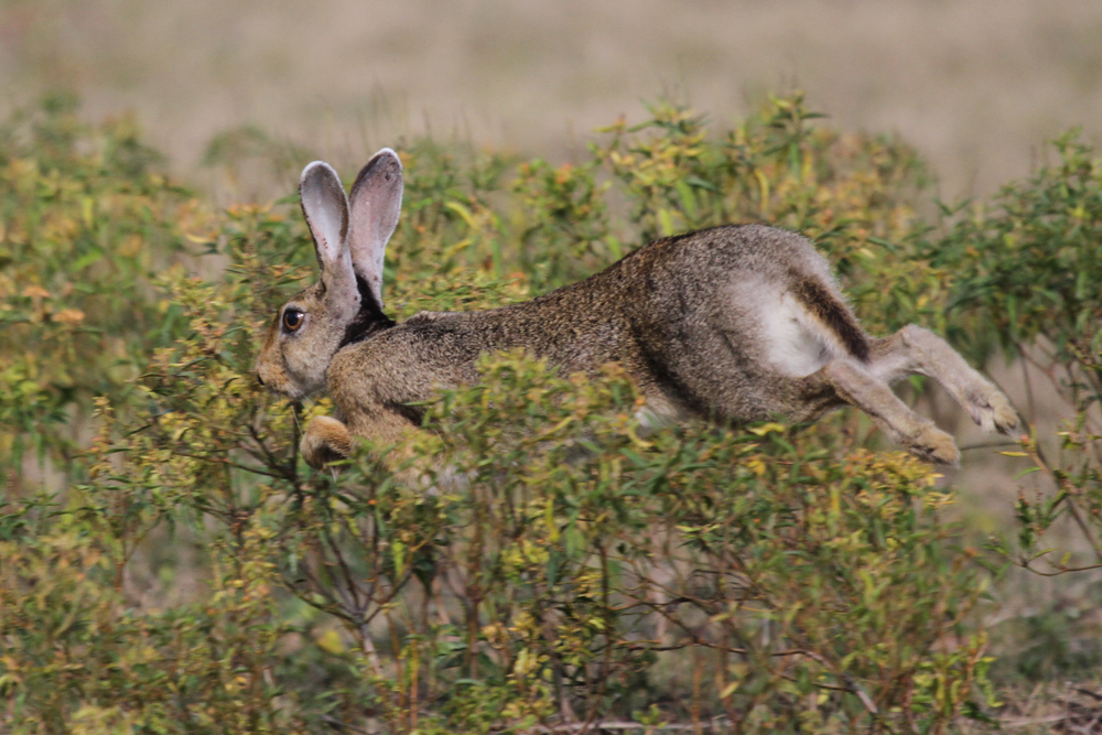 Schwarznackenhase oder Indische Hase (Lepus nigricollis)