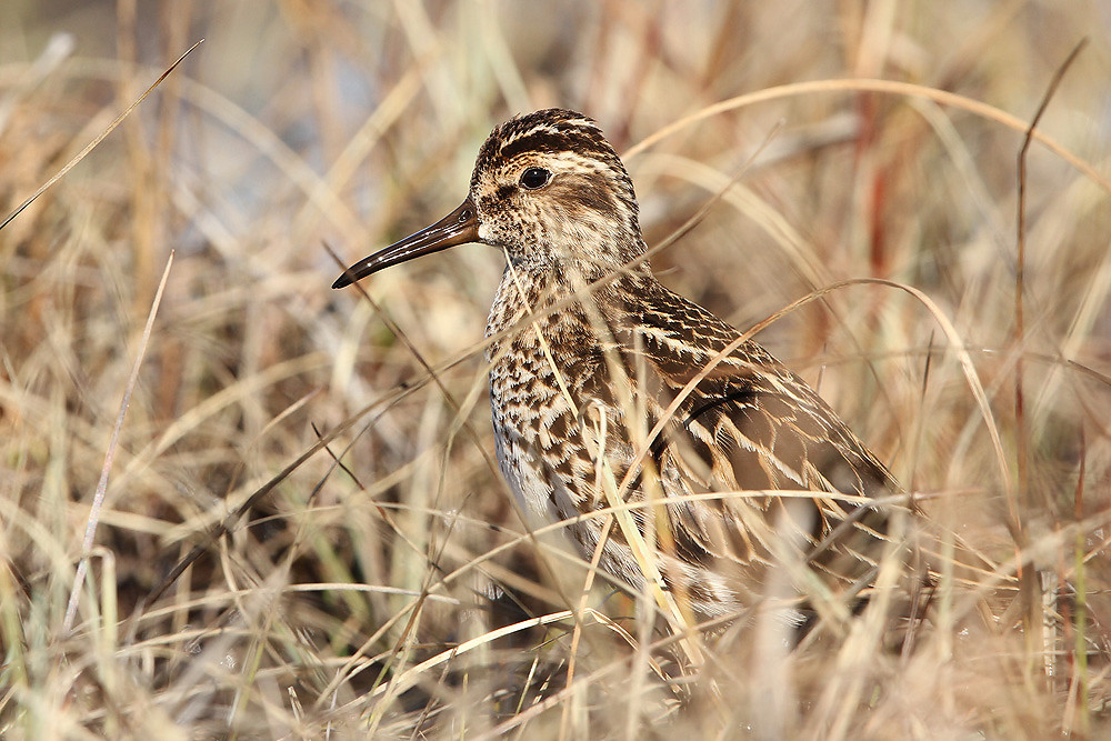 Sumpfläufer, Broad-billed Sandpiper (Limicola falcinellus) 