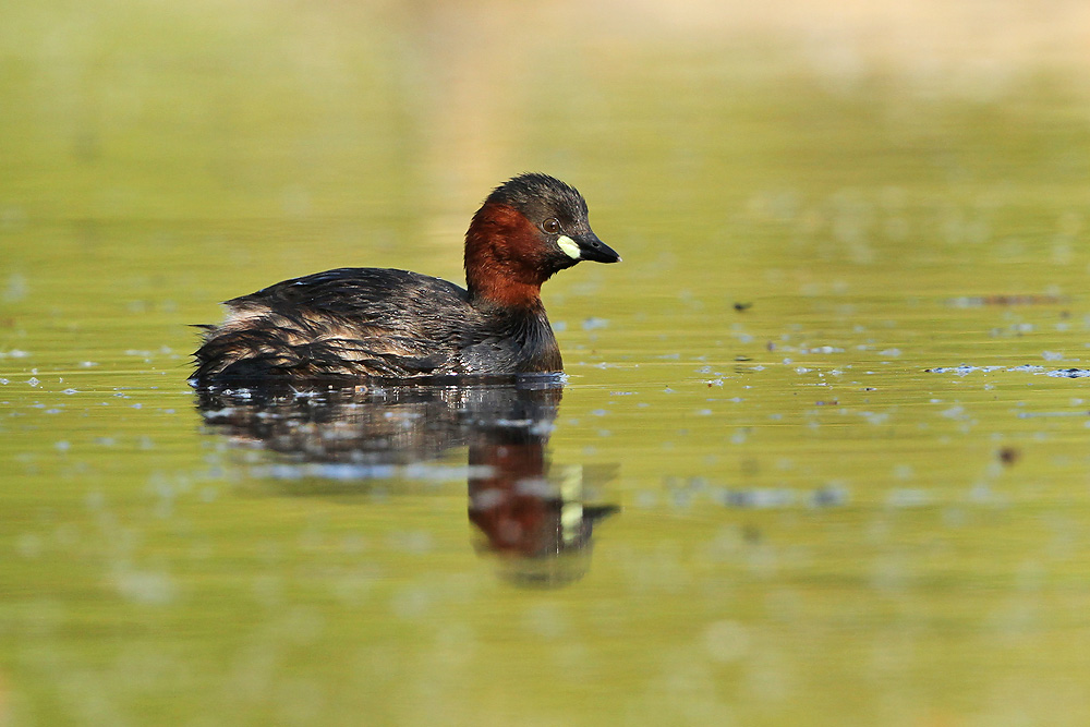 Zwergtaucher (Tachybaptus ruficollis) 