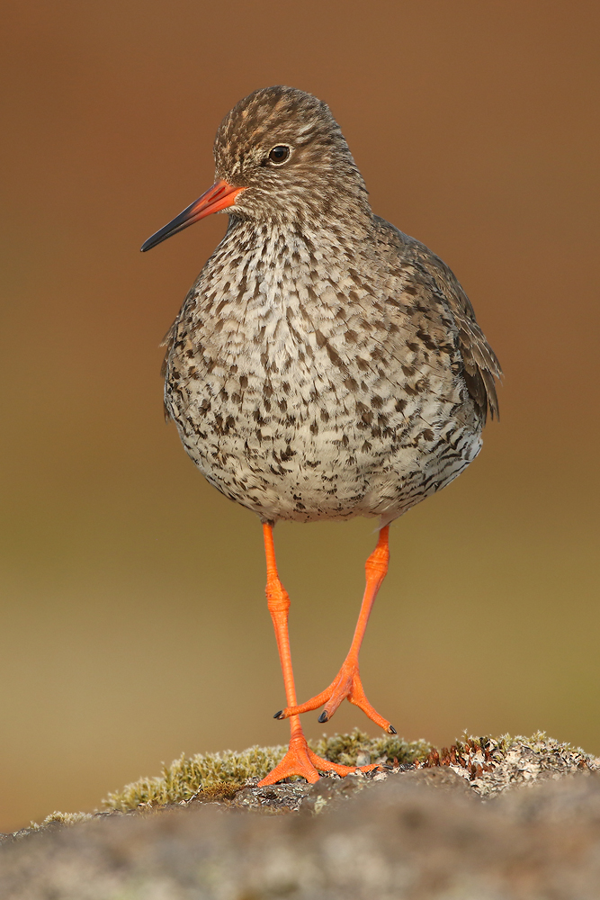 Rotschenkel (Tringa totanus)