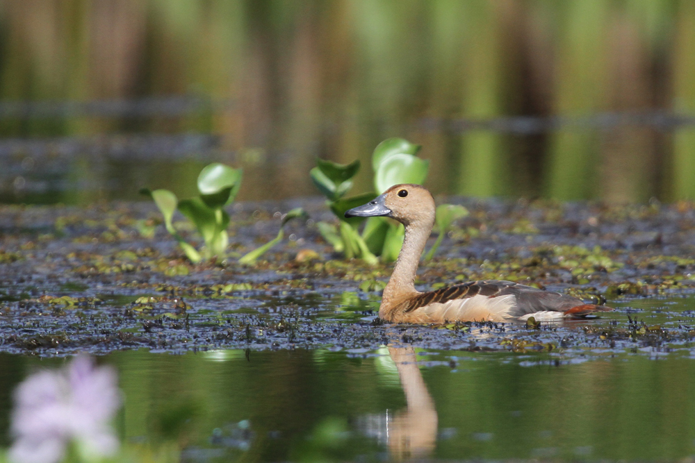 Zwergpfeifgans, Lesser Whistling Duck (Dendrocygna javanica) / Kalametiya