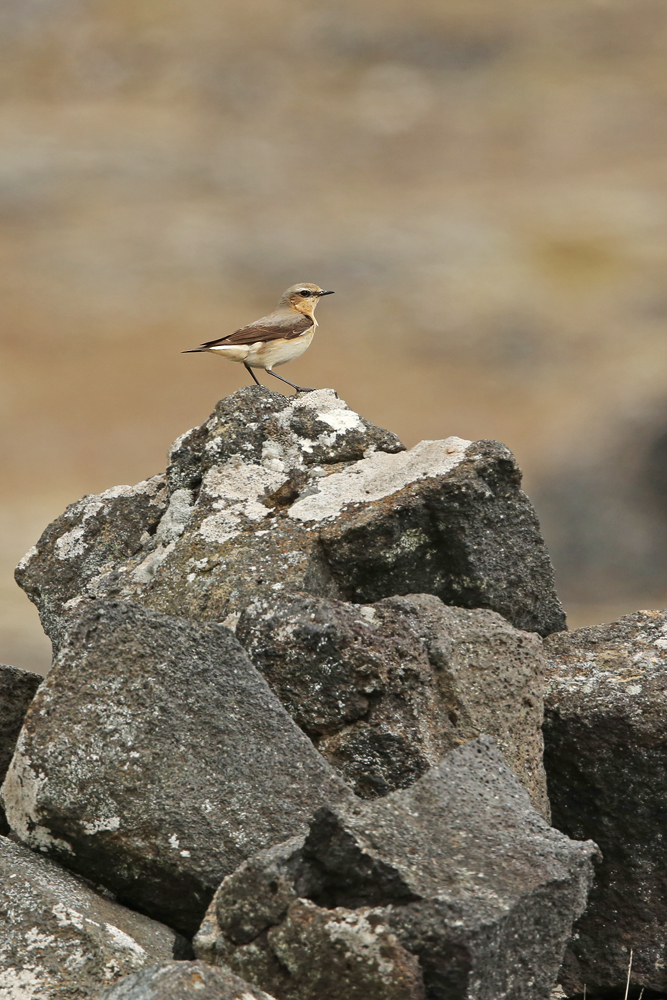 Steinschmätzer (Oenanthe oenanthe)