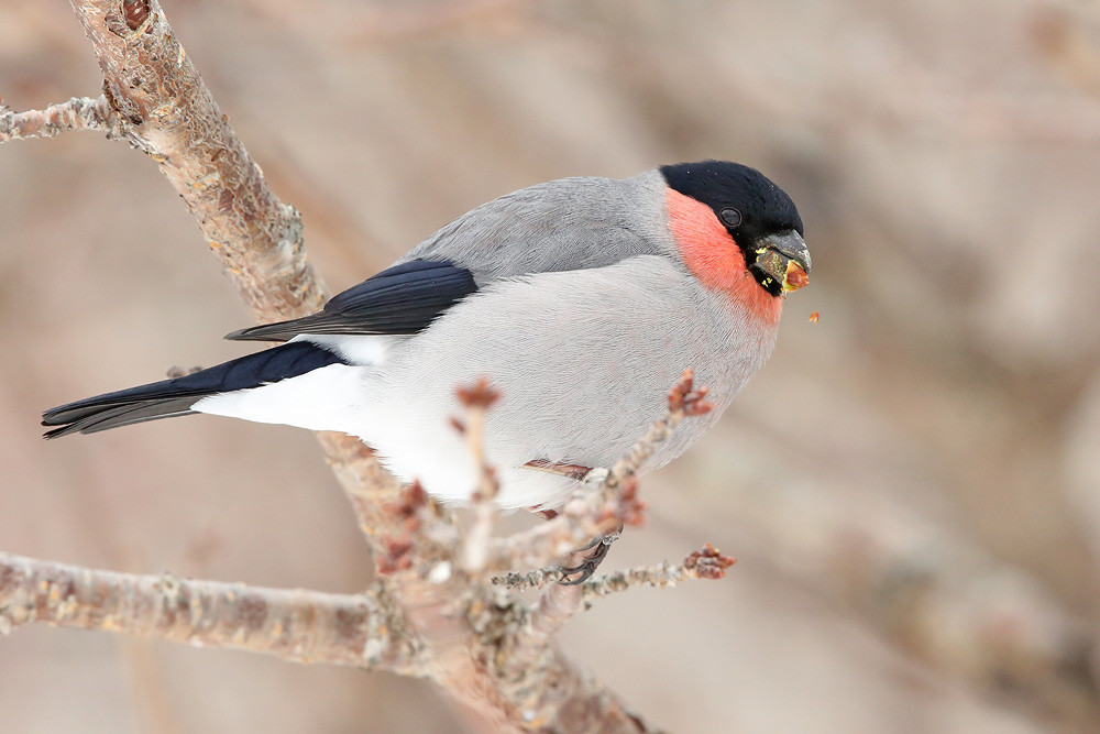 Japangimpel (Pyrrhula pyrrhula griseiventris)