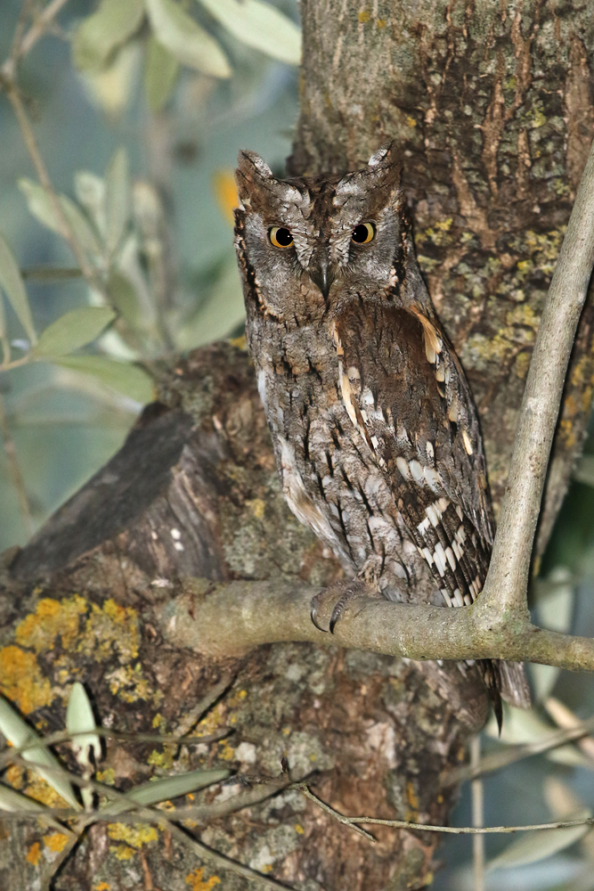 Zwergohreule (Otus scops)