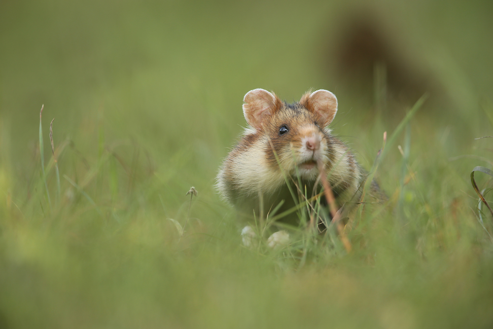  Feldhamster (Cricetus cricetus)