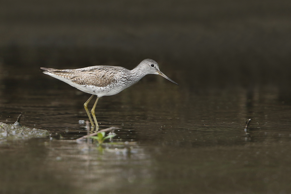 Grünschenkel (Tringa nebularia)