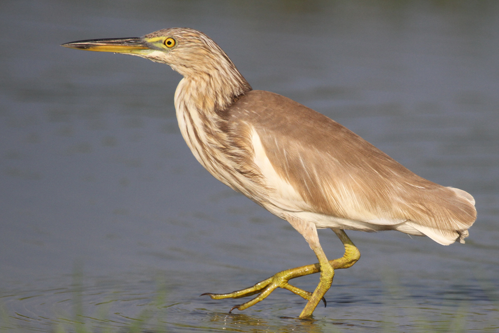 Paddyreiher, Indian Pond Heron (Ardeola grayii) / Negombo