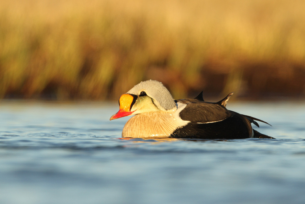 Prachteiderente, King Eider (Somateria spectabilis)