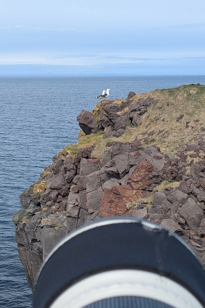 Bei der Mantelmöwe in Snæfellsnes - Island 2025