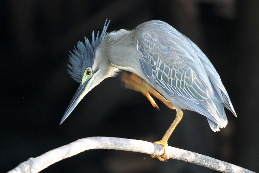 Mangrovereiher, Striated Heron (Butorides striata) / Negombo
