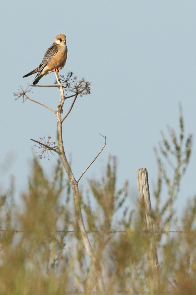 Rotfussfalke (Falco vespertinus)