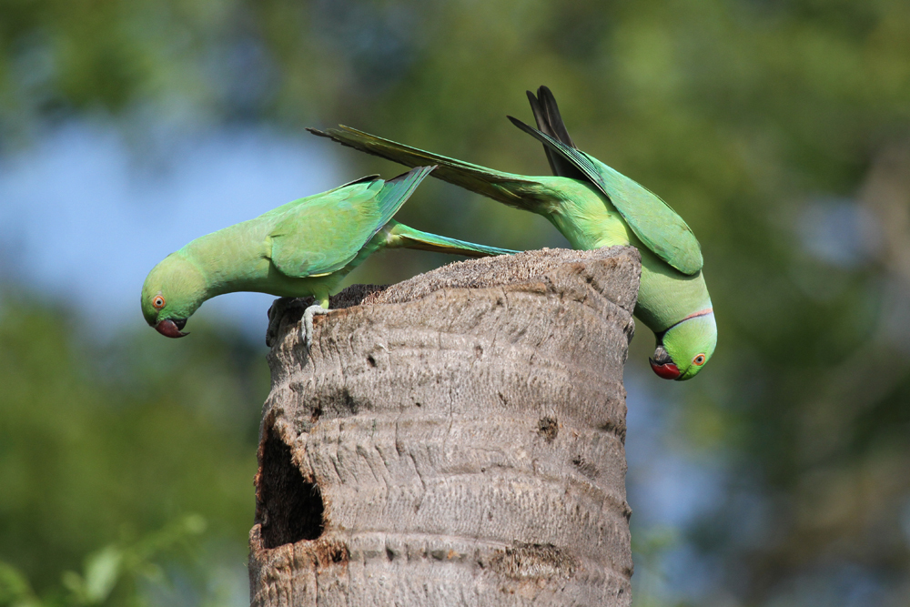 Halsbandsittich, Rose-ringed Parakeet (Psittacula krameri) / Kalametiya