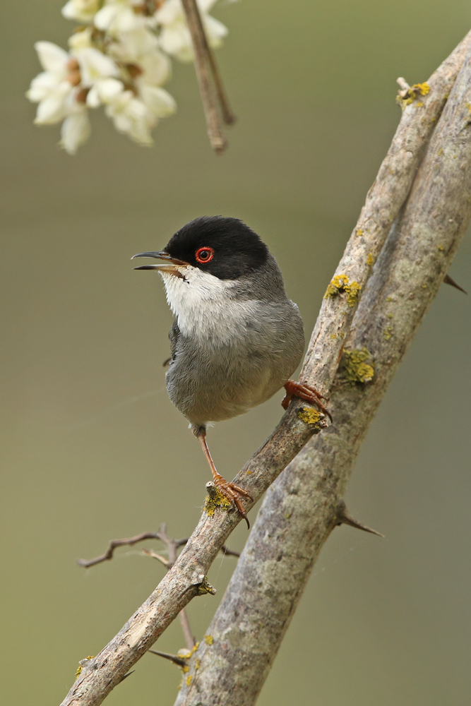 Samtkopf-Grasmücke (Curruca melanocephala)