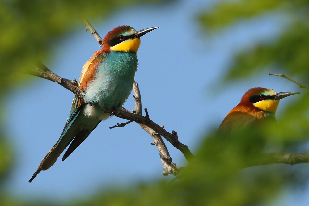 Bienenfresser (Merops apiaster)